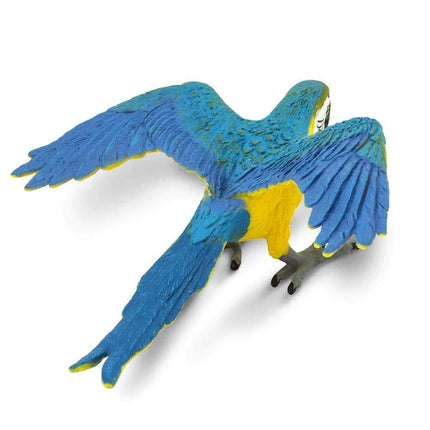 WSB Blue & Gold Macaw