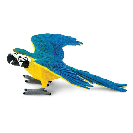 WSB Blue & Gold Macaw