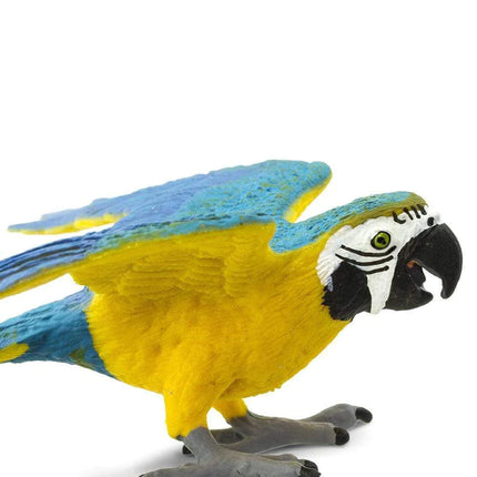 WSB Blue & Gold Macaw