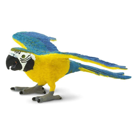 WSB Blue & Gold Macaw