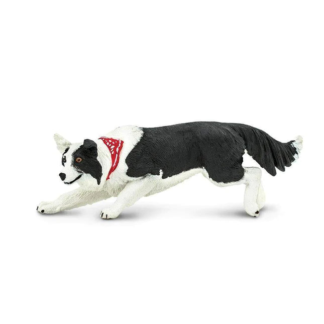 WSP Border Collie