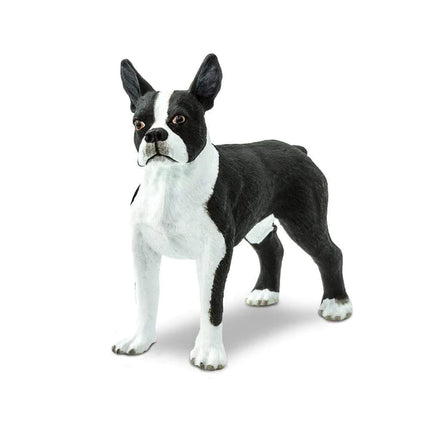 WSP Boston Terrier