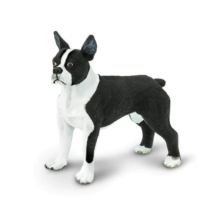 WSP Boston Terrier