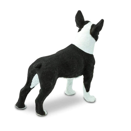 WSP Boston Terrier