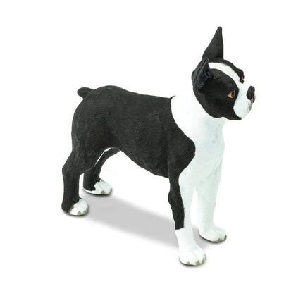 WSP Boston Terrier