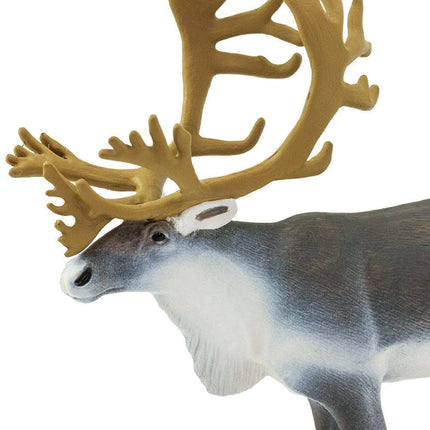 WSW Caribou