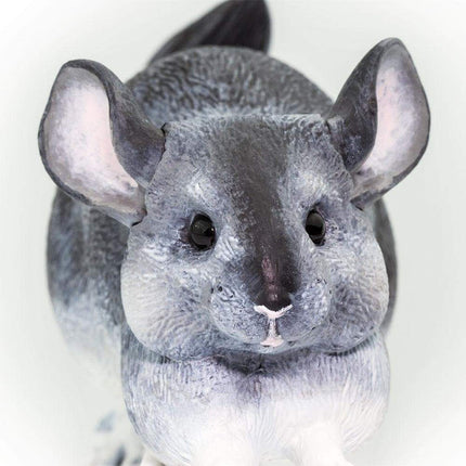 IC Chinchilla XXX