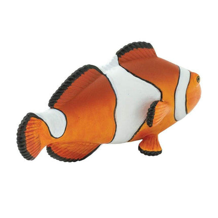 IC Clown Anemonefish