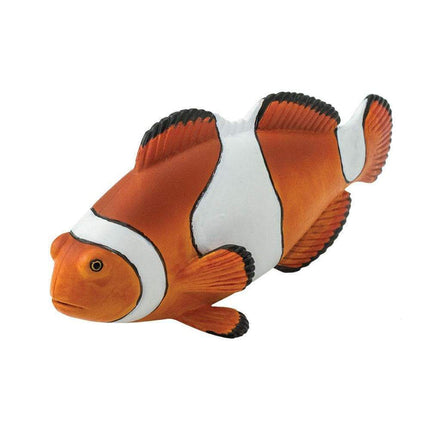 IC Clown Anemonefish