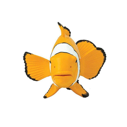 IC Clown Anemonefish