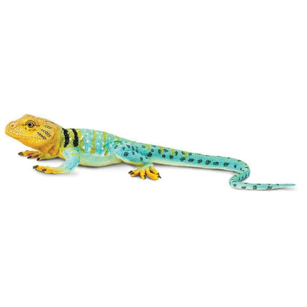 IC Collared Lizard