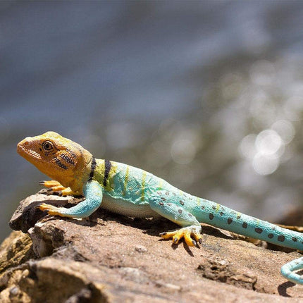 IC Collared Lizard