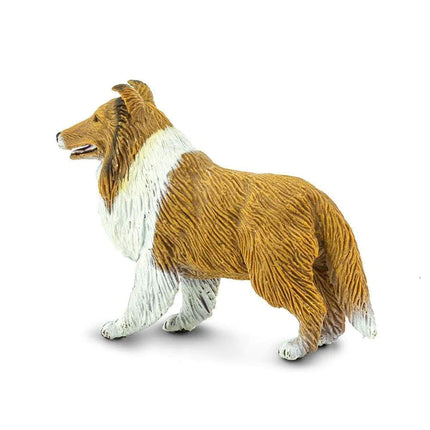 WSP Collie