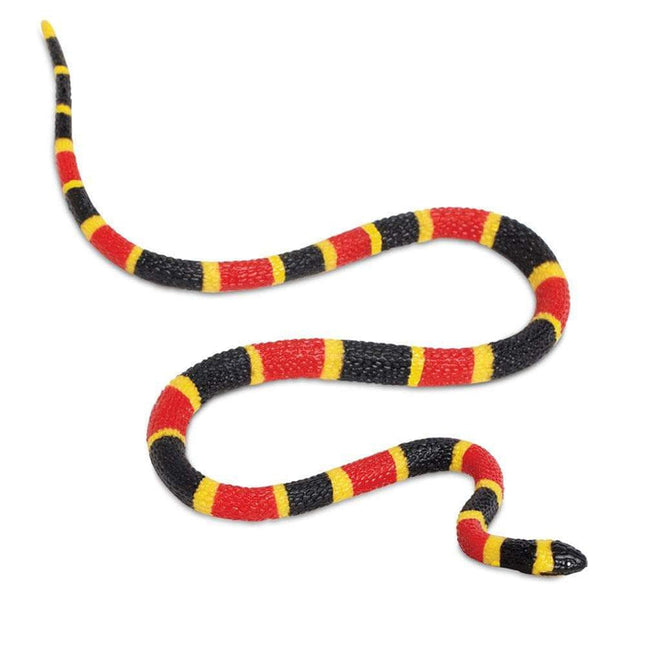 IC Coral Snake Baby