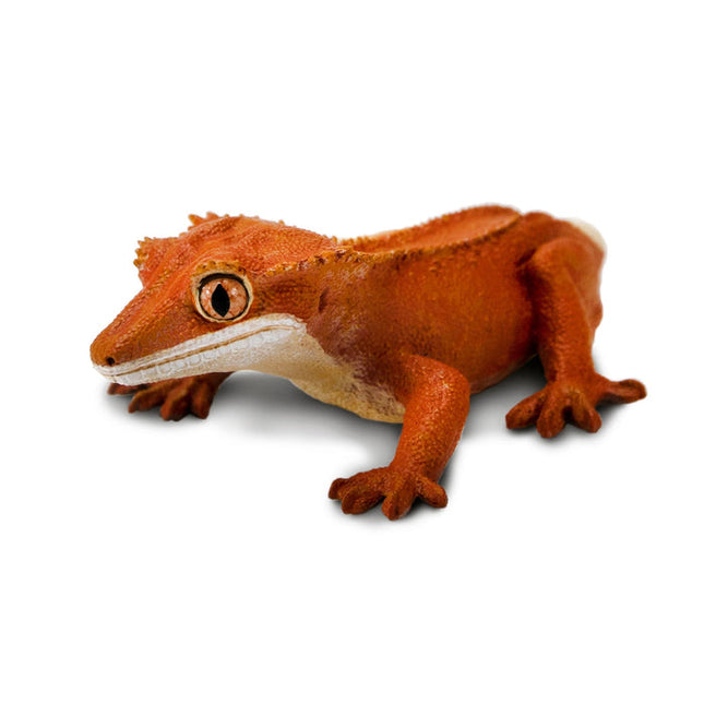 IC Crested Gecko