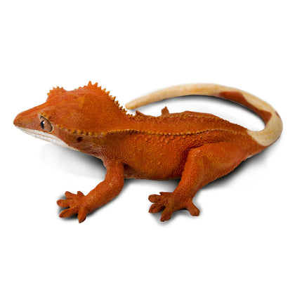 IC Crested Gecko