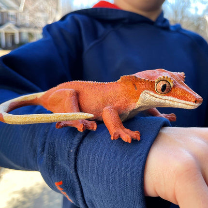 IC Crested Gecko