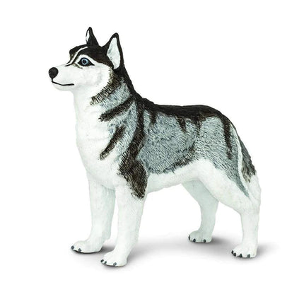 WSP Siberian Husky