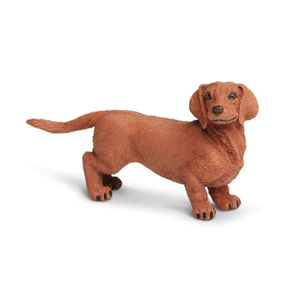 WSP Dachshund