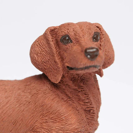 WSP Dachshund