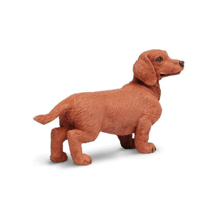 WSP Dachshund