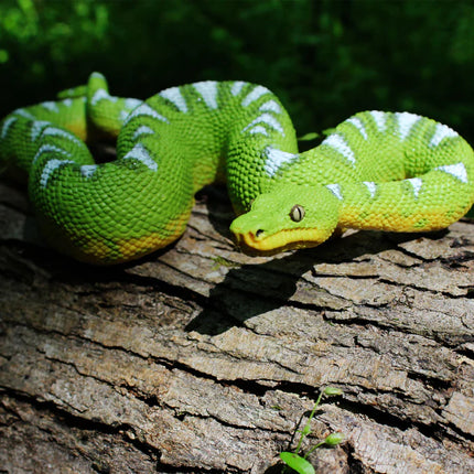 IC Emerald Tree Boa Snake