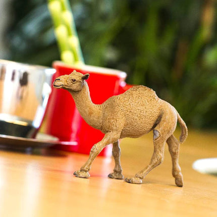 WSW Dromedary Camel