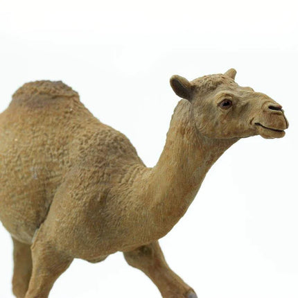 WSW Dromedary Camel