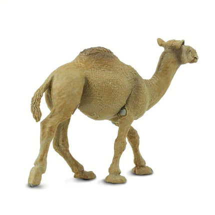 WSW Dromedary Camel