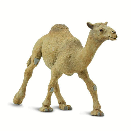 WSW Dromedary Camel