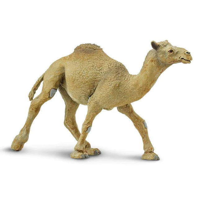 WSW Dromedary Camel