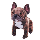 French Bulldog Dog