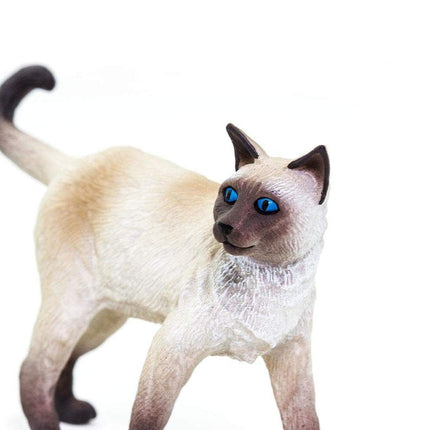 WSP Siamese Cat