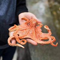 IC Giant Pacific Octopus