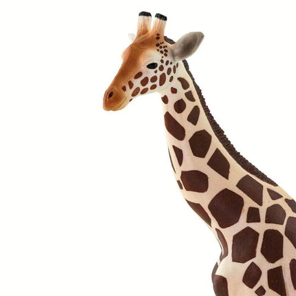 WSW Giraffe