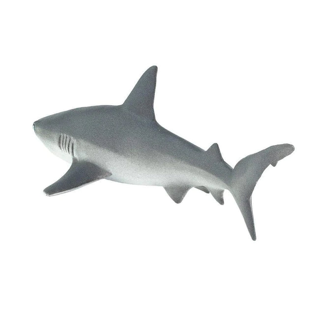 WSS Grey Reef Shark