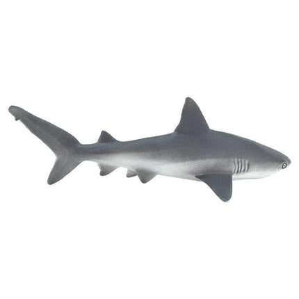 WSS Grey Reef Shark