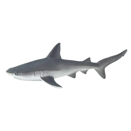 WSS Grey Reef Shark