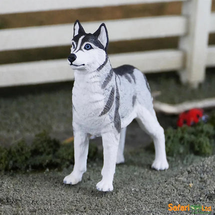 WSP Siberian Husky