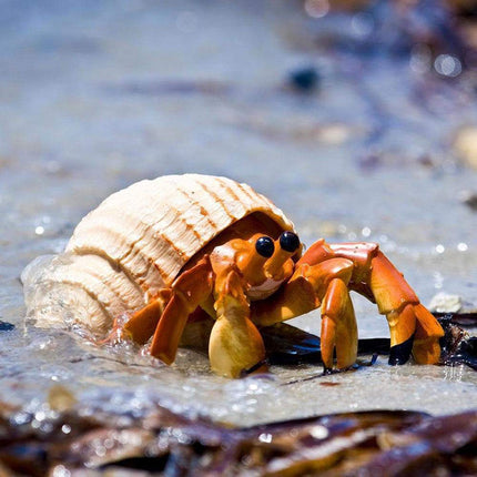 IC Hermit Crab