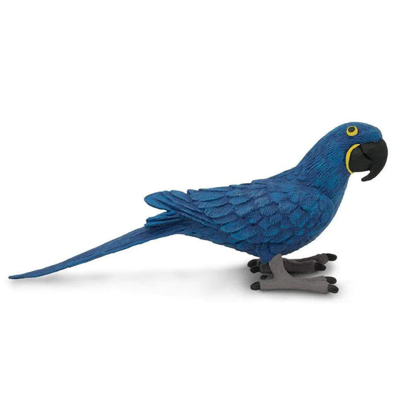 WSB Hyacinth Macaw