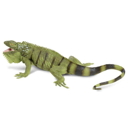 IC Iguana