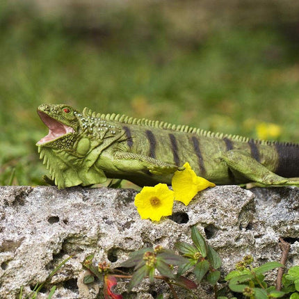 IC Iguana