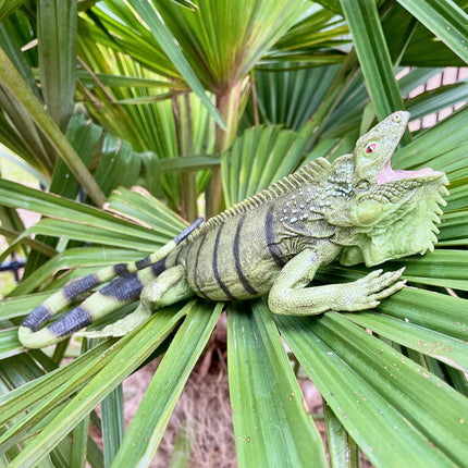 IC Iguana