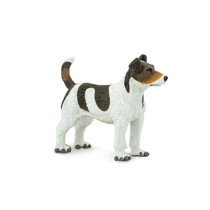 WSP Jack Russell Terrier