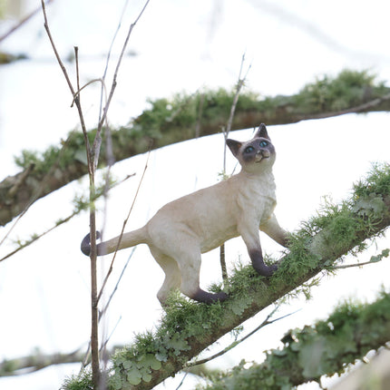 WSP Siamese Cat