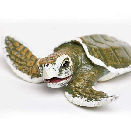 IC Kemps Ridley Sea Turtle Baby