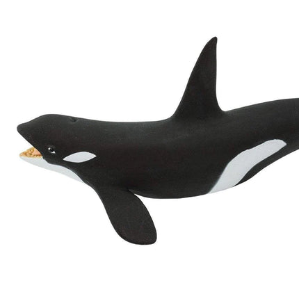 WSS Killer Whale