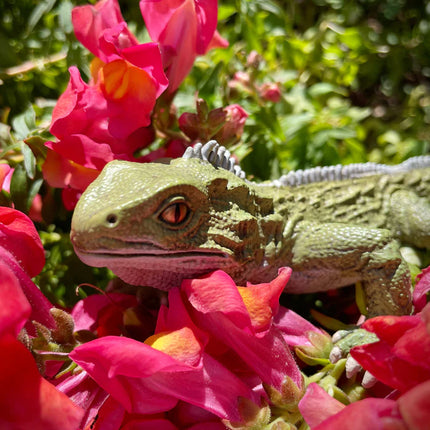 IC Tuatara