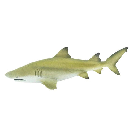 WSS Lemon Shark